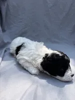Bella, a female Havapoo for sale in Buford, GA – 5 of 10