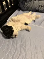 Bella, a female Havapoo for sale in Buford, GA – 4 of 10