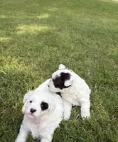 Olive, a female Havapoo for sale in Buford, GA – 6 of 10