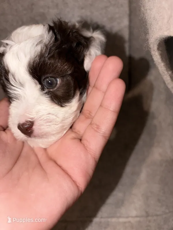 Pepper – Havapoo puppy for sale in Buford, GA