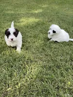 Pepper, a male Havapoo for sale in Buford, GA – 2 of 10