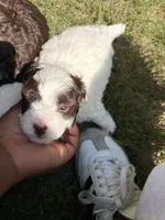 Pepper, a male Havapoo for sale in Buford, GA – 4 of 10