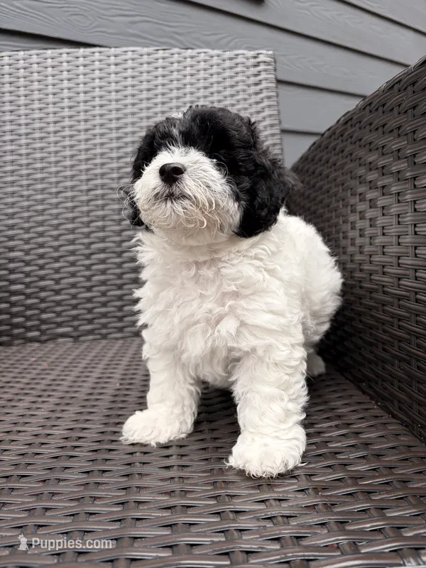 Bella – Havapoo puppy for sale in Buford, GA
