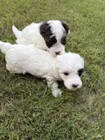 Olive, a female Havapoo for sale in Buford, GA – 3 of 10