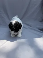 Bella, a female Havapoo for sale in Buford, GA – 7 of 10