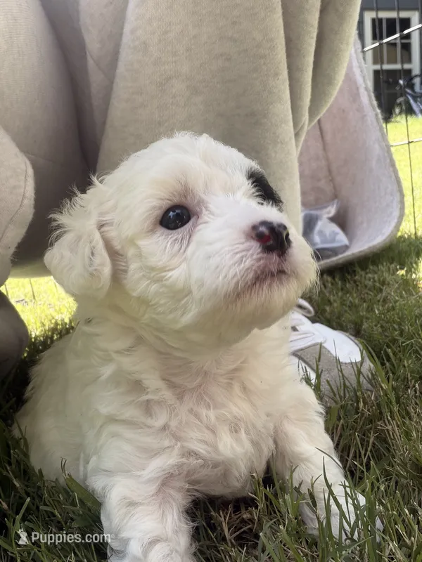 Olive – Havapoo puppy for sale in Buford, GA