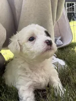 Olive, a female Havapoo for sale in Buford, GA – 1 of 10