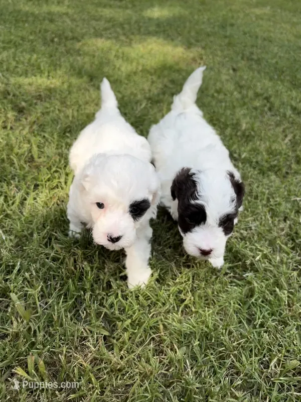 Pepper – Havapoo puppy for sale in Buford, GA