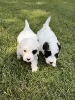 Pepper, a male Havapoo for sale in Buford, GA – 1 of 10