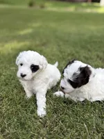 Olive, a female Havapoo for sale in Buford, GA – 8 of 10