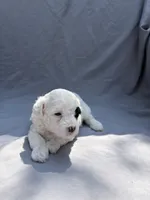 Olive, a female Havapoo for sale in Buford, GA – 4 of 10