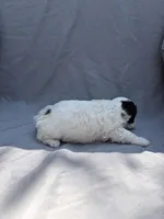 Pepper, a male Havapoo for sale in Buford, GA – 6 of 10