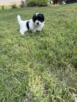Bella, a female Havapoo for sale in Buford, GA – 9 of 10
