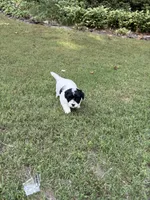 Bella, a female Havapoo for sale in Buford, GA – 6 of 10