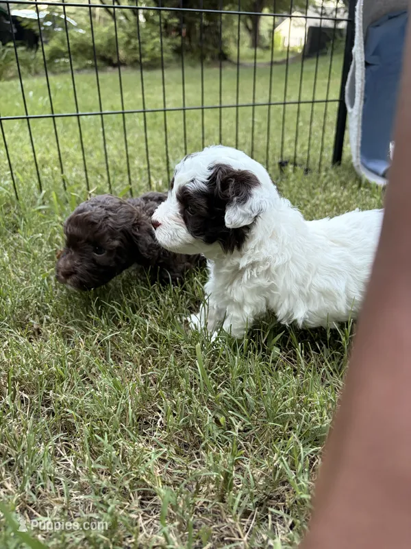 Pepper – Havapoo puppy for sale in Buford, GA