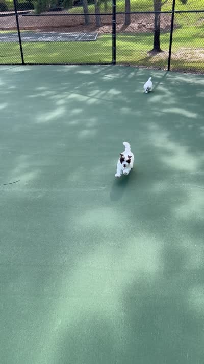 Pepper, a male Havapoo for sale in Buford, GA – 4 of 4
