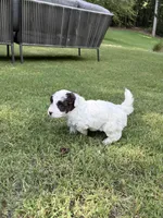 Pepper, a male Havapoo for sale in Buford, GA – 7 of 10