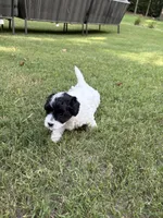 Bella, a female Havapoo for sale in Buford, GA – 2 of 10