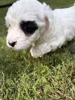 Olive, a female Havapoo for sale in Buford, GA – 2 of 10