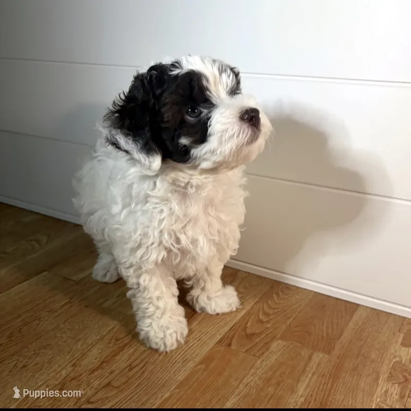 Pepper – Havapoo puppy for sale in Buford, GA