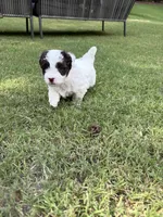 Pepper, a male Havapoo for sale in Buford, GA – 5 of 10