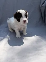 Pepper, a male Havapoo for sale in Buford, GA – 8 of 10