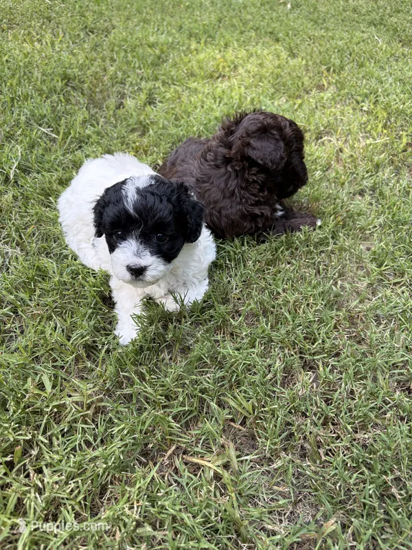 Bella – Havapoo puppy for sale in Buford, GA