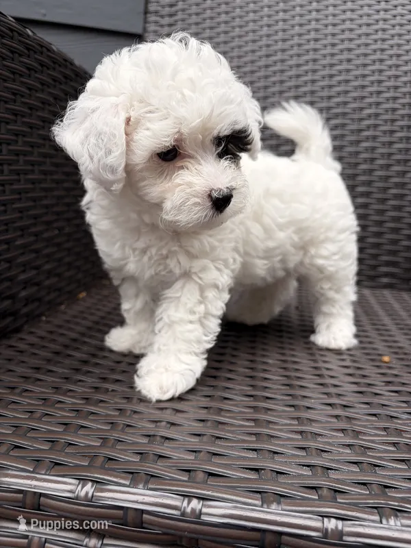 Olive – Havapoo puppy for sale in Buford, GA