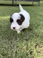 Pepper, a male Havapoo for sale in Buford, GA – 9 of 10