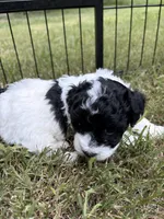 Bella, a female Havapoo for sale in Buford, GA – 3 of 10