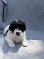 Bella, a female Havapoo for sale in Buford, GA – 8 of 10