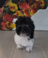 processed/9b532e20-e81f-4b98-9d27-5fed72d89753/listing/16a1ddd2-fae9-48b5-97d3-c1ee47b18d83/0287654a-62e5-404f-8e33-d690f06db68b