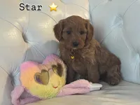 Star, a female Cavapoo for sale in South Plainfield, NJ – Photo 3 of 4