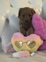 Star, a female Cavapoo for sale in South Plainfield, NJ – Photo 4 of 4