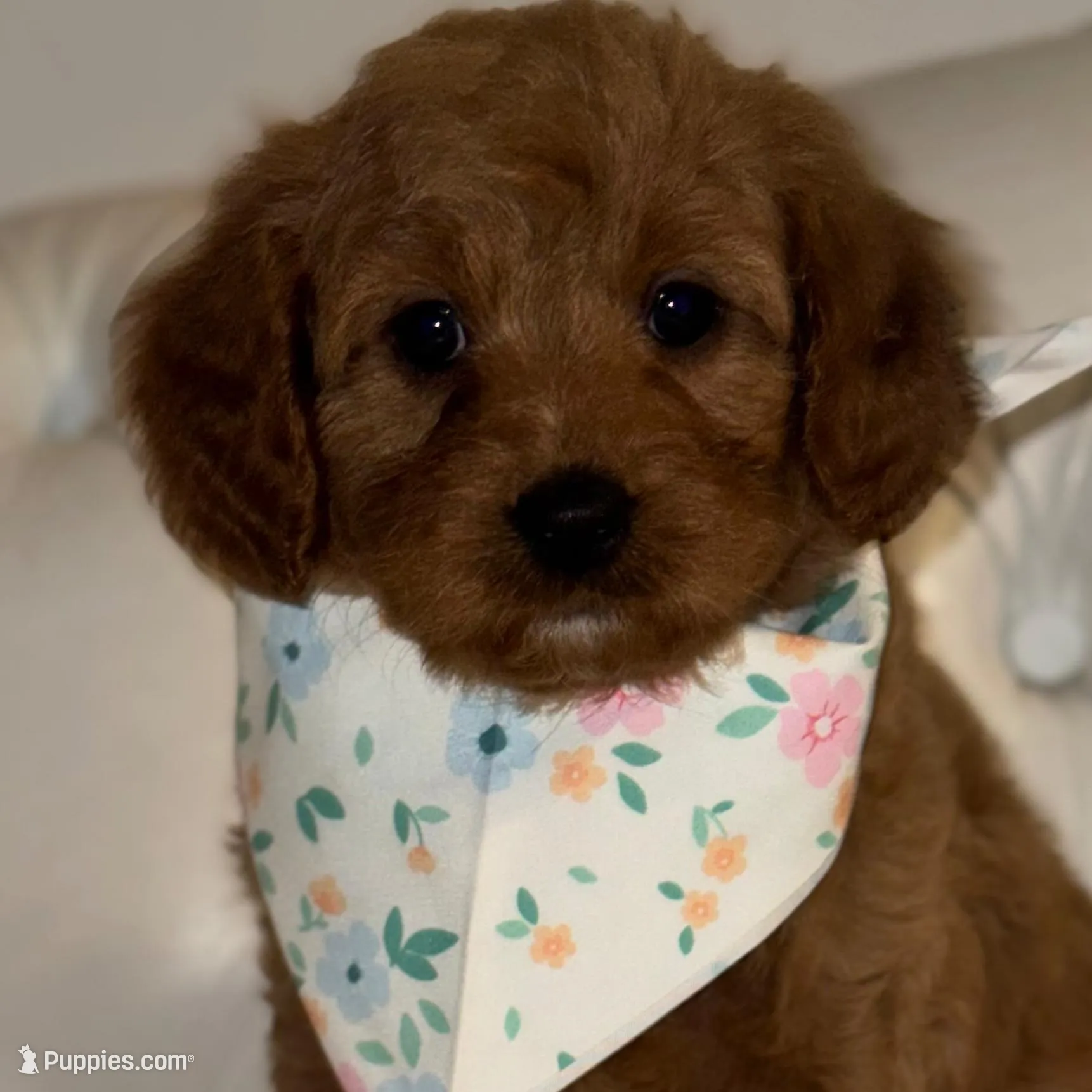 Star, a female Cavapoo for sale in South Plainfield, NJ – Photo 2 of 4