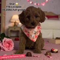Star, a female Cavapoo for sale in South Plainfield, NJ – Photo 1 of 4