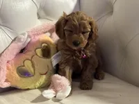 Jingles, a female Cavapoo for sale in South Plainfield, NJ – Photo 5 of 6