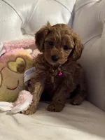 Jingles, a female Cavapoo for sale in South Plainfield, NJ – Photo 4 of 6