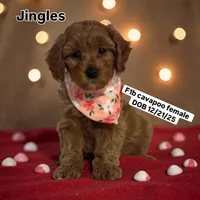 Jingles, a female Cavapoo for sale in South Plainfield, NJ – Photo 1 of 6