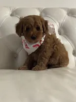 Jingles, a female Cavapoo for sale in South Plainfield, NJ – Photo 2 of 6