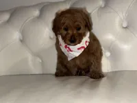 Jingles, a female Cavapoo for sale in South Plainfield, NJ – Photo 6 of 6