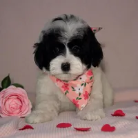 Cowie, a female Miniature Bernedoodle for sale in South Plainfield, NJ – Photo 4 of 4