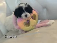 Cowie, a female Miniature Bernedoodle for sale in South Plainfield, NJ – Photo 2 of 4