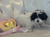 Cowie, a female Miniature Bernedoodle for sale in South Plainfield, NJ – Photo 3 of 4