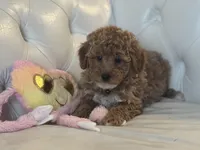 Duckie, a male Miniature Bernedoodle for sale in South Plainfield, NJ – Photo 4 of 6