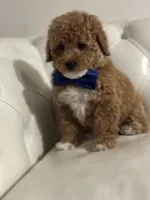 Duckie, a male Miniature Bernedoodle for sale in South Plainfield, NJ – Photo 2 of 6