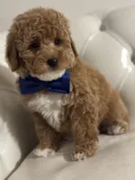 Duckie, a male Miniature Bernedoodle for sale in South Plainfield, NJ – Photo 5 of 6