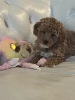 Duckie, a male Miniature Bernedoodle for sale in South Plainfield, NJ – Photo 3 of 6
