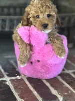 Duckie, a male Miniature Bernedoodle for sale in South Plainfield, NJ – Photo 6 of 6