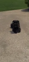 Rowdy2, a male Miniature Schnauzer for sale in Belden, MS – 4 of 5